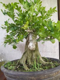 Nguyệt quế đế đẹp