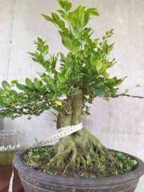 Nguyệt quế đế đẹp