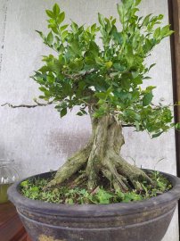Nguyệt quế đế đẹp