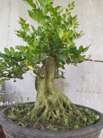 Nguyệt quế đế đẹp
