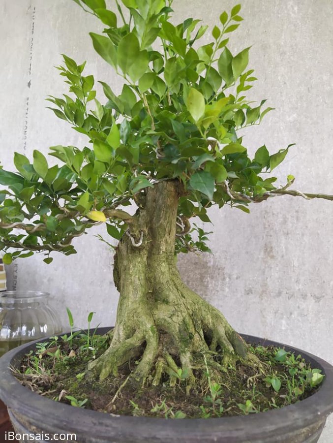 Nguyệt quế đế đẹp