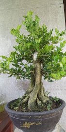 Nguyệt quế