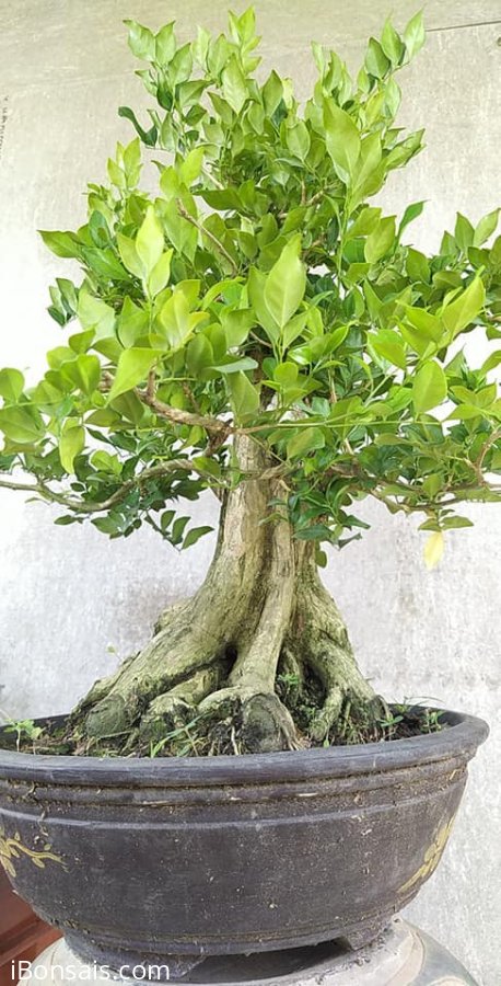 Nguyệt quế