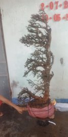 Cây quýt rừng mới về
