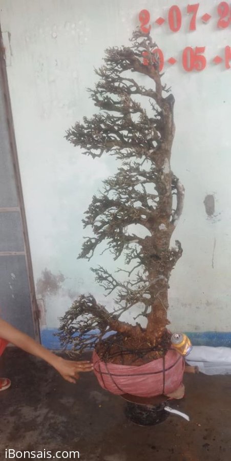 Cây quýt rừng mới về