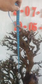 Cây quýt rừng mới về