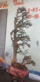 Cây quýt rừng mới về