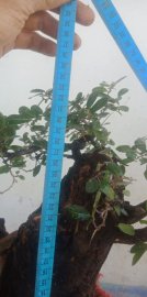 Cây cẩm thị mới về