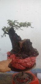 Cây cẩm thị mới về