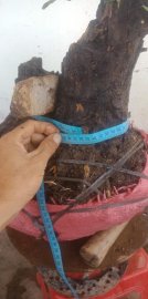 Cây cẩm thị mới về