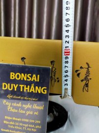 Chậu trồng cây bonsai