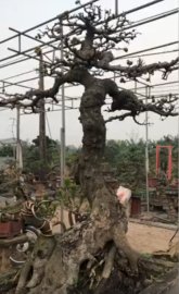 Tác phẩm sanh quê quả như sung