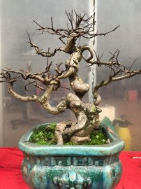 Tác phẩm hoa tường vi lùn cổ