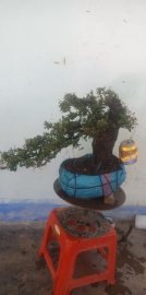 Cây cẩm thị dáng bay thiên nhiên rất đẹp