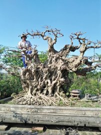 Tác phẩm sanh cổ