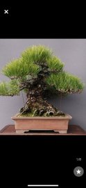 Tác phẩm thông 120 tuổi 