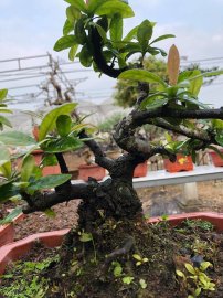 Tác phẩm đơn đỏ trồng chậu từ nhỏ 10 năm 