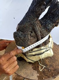 Cây cẩm thị đẹp