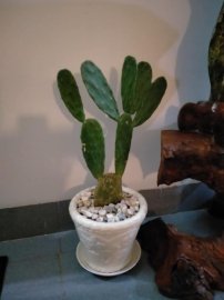 Hoa xương rồng