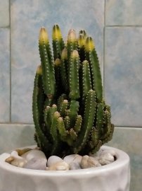 Hoa xương rồng