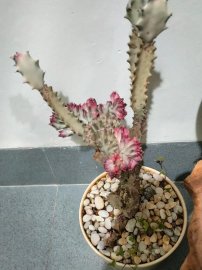 Hoa xương rồng