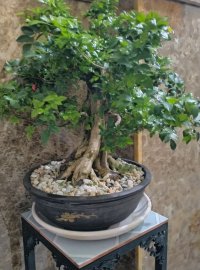 Cây nguyệt quế được đúng 1 quả chơi tết 