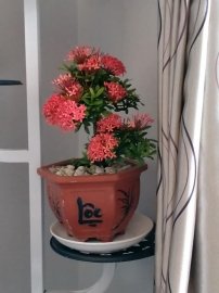 Trang đỏ vườn nhà ra hoa đón tết