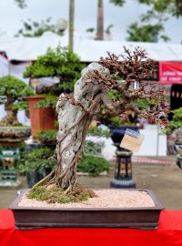 Tham gia triển lãm SVC Quảng Ngãi-xuân 2021