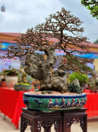 Tham gia triển lãm SVC Quảng Ngãi-xuân 2021