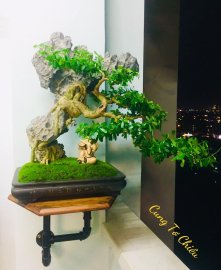 Linh Sam bám đá