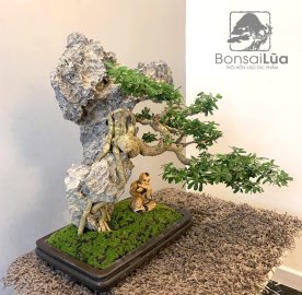 Linh Sam bám đá