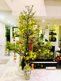 Năm mới SỨC KHOẺ, HẠNH PHÚC, AN KHANG, THỊNH VƯỢNG