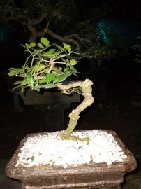 Vườn đêm