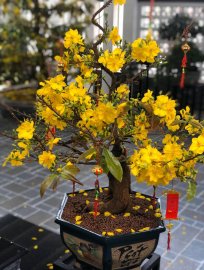 Mai vàng vườn cộng đồng chúc mừng năm mới 2021