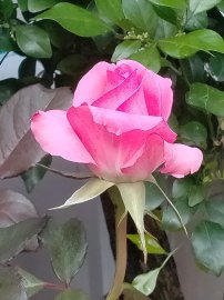 Lễ Tình Nhân