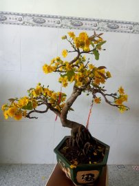 CHÚC XUÂN TÂN SỬU