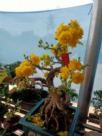 CHÚC XUÂN TÂN SỬU