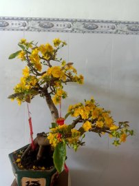 CHÚC XUÂN TÂN SỬU