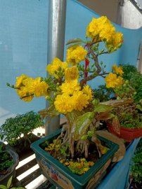 CHÚC XUÂN TÂN SỬU
