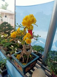 CHÚC XUÂN TÂN SỬU