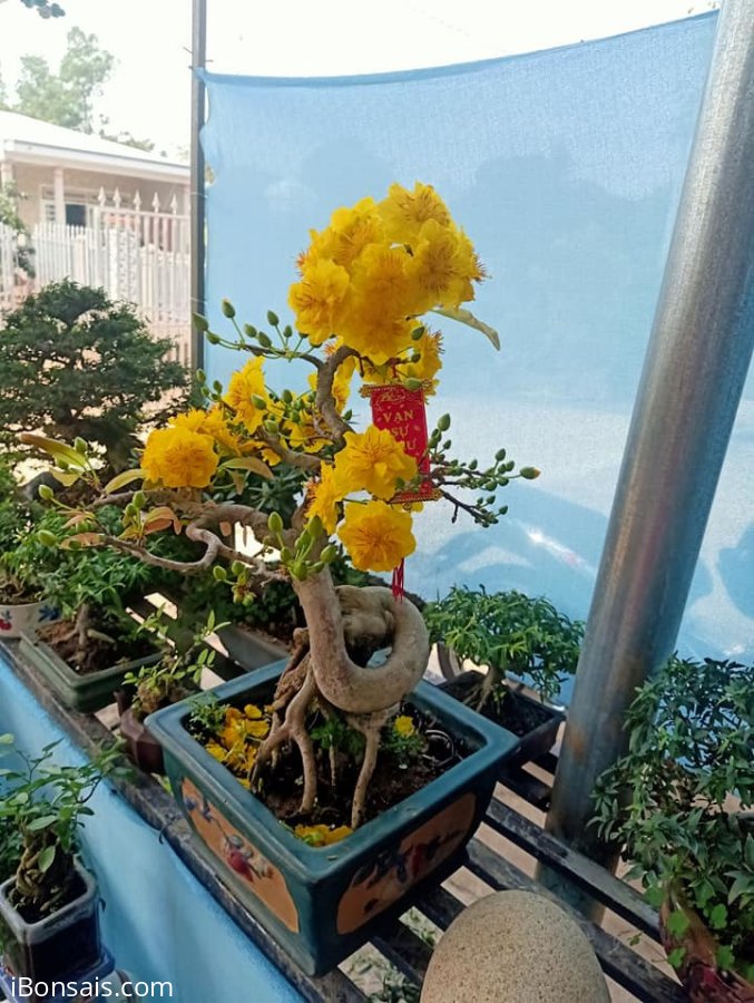 CHÚC XUÂN TÂN SỬU