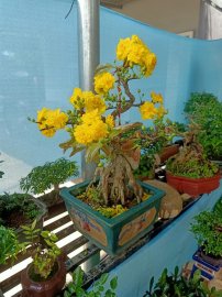 CHÚC XUÂN TÂN SỬU