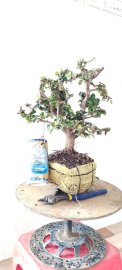Gl với bà con cây Kim tiền mini sống khỏe