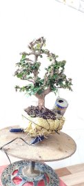 Gl với bà con cây Kim tiền mini sống khỏe