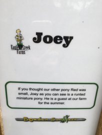Hai chú ngựa cảnh Red và Joey
