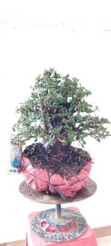 Cây cẩm thị mới về, tán dù tàn thiên nhiên rất đẹp