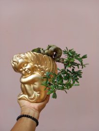 Linh sam hoa trắng cuốn hồng