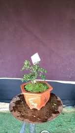 Sam núi mini xinh xắn
