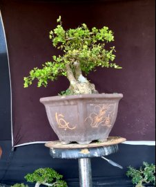 Hải Châu dòng lá nhỏ sông cầu