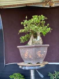 Hải Châu dòng lá nhỏ sông cầu